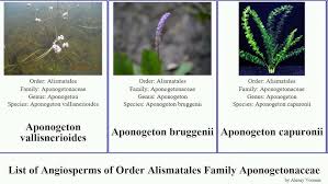 Image result for Aponogetonaceae