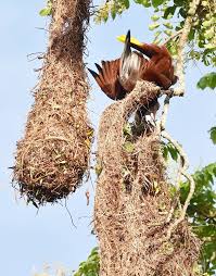 Different Birds With Their Nests 10 Weird And Wonderful Type Of Nests Of Different Bird Species Bird Species Weird Birds Different Birds