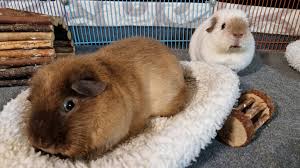 When you let out a cheeky fart... : r/guineapigs