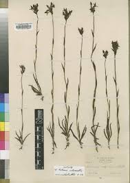 Image result for Platycoryne