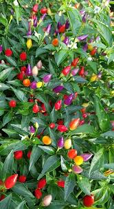 Multi Colored Decorative Chili Peppers Garden Design Beautiful Places Garden