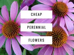 At rare roots, we provide various uncommon perennial plants for sale online. Inexpensive Perennial Flowers For Your Garden Gardening Channel