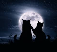 4.563 kostenlose hintergrundbilder & hintergründe ähnliche bilder: Bilder Von Katzen Silhouette Zwei Liebe Mond Tiere