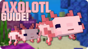 Maybe you would like to learn more about one of these? Axolotl Guide Zuchten Verhalten Eigenschaften Minecraft Youtube