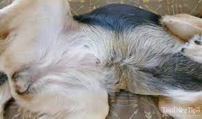 See full list on wikihow.com Pin On How To Videos For Dog Owners