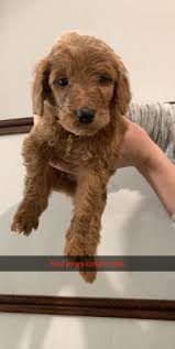 Their mother, kimber, is a dark red, laid back f1 goldendoodle and their father, scout, is a poodle. F1b Goldendoodles Puppies Looking For Their Forever Home Nex Tech Classifieds