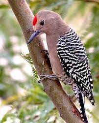 Grey bird with red head ontario. 900 Birds Ideas In 2021 Birds Pet Birds Beautiful Birds