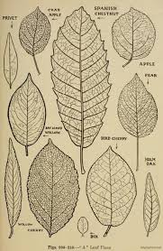 Draw the foliage for your tree. How To Draw Tree Leaves Tree Tree Leaves Leaf Drawing Drawing Leaves Realistic Drawings