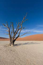 Camel thorn tolerates high temperatures during the summer and frost during the winter. Camel Thorn Trees At Deadvlei During Sunset Over Dunes Namibia Africa By Fotografie Daniel Osterkamp Namibia Deadvlei Stocksy United