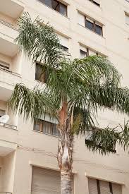 Image result for Syagrus romanzoffiana