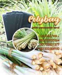 Cara mudah tanam serai dalam pot atau ditanah seperti di halaman rumah tentu akan cara menanam serai, cara menanam serai, cara menanam serai, silahkan subscriber, like, coment. Mudah Dan Praktis Budidaya Serai Dengan Polybag Toko Perlengkapan Pertanian Perkebunan