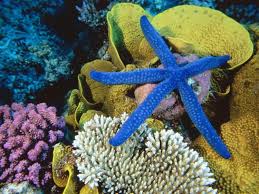 Fantastic Sea Ciri Ciri Dan Fakta Mengenai Bintang Laut