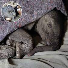 Good night All creatures must sleep How peaceful it is Sweet dreams 😴