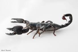 Emperor Scorpion - Cincinnati Zoo & Botanical Garden