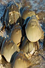 Horseshoe Crab Limulus Polyphemus Horseshoe Crab Crab Species Crab
