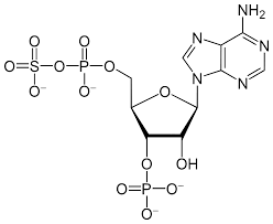 Adenosine monophosphate أو amp اختصارا )‏ وهو يعرف أيضا باسم 5'. 3 ÙÙˆØ³ÙÙˆØ¯ÙŠÙ†ÙˆØ³ÙŠÙ† 5 ÙÙˆØ³ÙÙˆØ³Ù„ÙØ§Øª