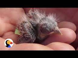 How To Save A Baby Bird S Life The Dodo Youtube