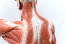 Along it are easily palpable spinous processes by palpation of the cervical vii and all lying. Muscles Of Neck And Back Model For The Physiology Education Stock Photo Picture And Royalty Free Image Image 114346912