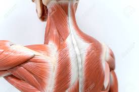 Tutorials and quizzes on the anatomy and actions of the back muscles (iliocostalis, longissimus, spinalis, multifidus, and quadratus lumborum), using interactive animations, diagrams, and illustrations. Muscles Of Neck And Back Model For The Physiology Education Stock Photo Picture And Royalty Free Image Image 114346912