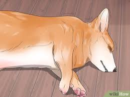What were the results of the study? How To Care For A Dog With Brain Cancer 11 Steps With Pictures