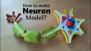 Instant download in max, c4d, obj, 3ds and many more formats. How To Make Neuron 3d Model Using Thermocol Youtube