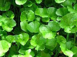 Khasiat daun pegagan (ampapaga) yang luar biasa. Khasiat Pegaga Mohd Daharudin Haji Daud Haji Yusoff