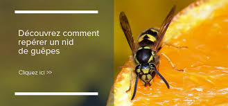 Se débarrasser nid de guepes. Enlever Soi Meme Un Nid De Guepes Rentokil France