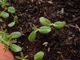 Picture Of What Lupine Seedlings Look Like Plant Of The Month Arroyo Succulent Lupine Lupinus Succulentus California Wildflowers Plants Backyard Growing