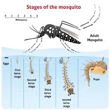 A giant mosquito with a wingspan of more than 4 inches has been found in china. Mosquitoes In Texas How To Properly Deal With Them