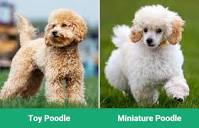 Toy Poodle vs Miniature Poodle: The Differences (With Pictures ...