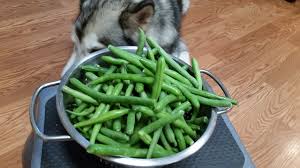 With the large variety of beans available it should be easy to find a legume your pet loves. Can Dogs Eat Green Beans Pethelpful