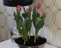We did not find results for: Tulip Indoor Care