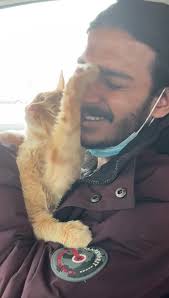 NEW FOSTER ALERT!!! 🚨 🚨 , Everyone meet MILO !!!! I was always told  orange cats are a whole different breed , being some of the most loving  cats you’ll ever meet.. but MILO has brought this to a whole ...