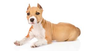 What are the different types of ear cropping? Dog Ear Cropping Should You Have Your Dog S Ears Cropped