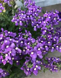 Image result for Nemesia
