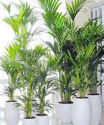11 Zimmerpflanzen Fur Dunkle Ecken Zimmerpflanzen Exotische Zimmerpflanzen Zimmerpflanzen Ideen