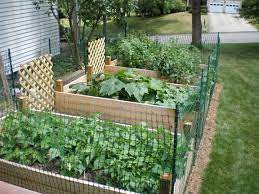 Raised Bed Vegetable Garden Fence Google Search Fenced Vegetable Garden Vegetable Garden Raised Beds Backyard Garden