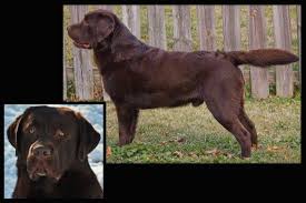 Find labradoodle breeders close to you in oregon using our searchable directory. English Chocolate Labrador Dog Pictures Blog Chocolate Lab Puppies Labrador Dog Lab Puppies