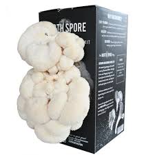 Because lion's mane mushrooms are now sold more frequently at gourmet food chains, many lion's mane mushroom; Lions Mane Mushroom Kit Indoor