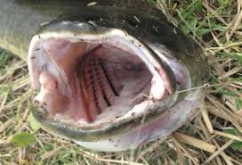 The five pairs of gill slits are short and nearly vertical. Species Spotlight Bowfin Coastal Angler The Angler Magazine