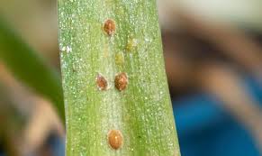 Image result for puklice na orchideích obrázek