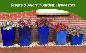 Image result for Hypoestes