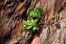 Image result for Podocarpaceae