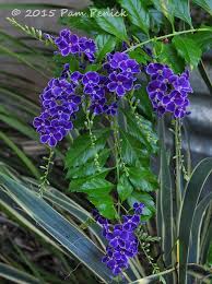 Check spelling or type a new query. Fall Flowers For A Texas Garden Digging