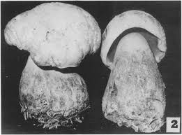We did not find results for: Boletus Satanas One Quarter Natural Size Fig 2 Boletus Download Scientific Diagram