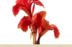 Maybe you would like to learn more about one of these? Indian Shot Facts And Health Benefits