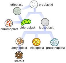 What Are Leucoplasts ? Give Their Function. | Class 9 | The Fundamental  Unit Of Life | Biolo... - Youtube