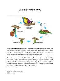 Kemudian telur menetas menjadi ulat atau larva. Daur Hidup Kupu