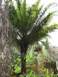 Image result for Elaeis