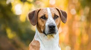 A beagle mix can inherit potential health conditions common to one, both, or neither of their parent breeds. Beagle Mixes 20 Different Adorable Crossbreeds With Pictures